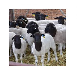 Dorper Sheep