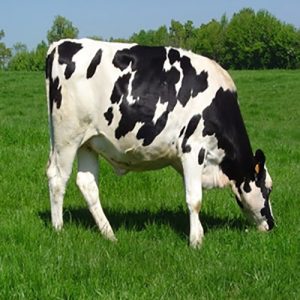 Holstein Freisan Cattle