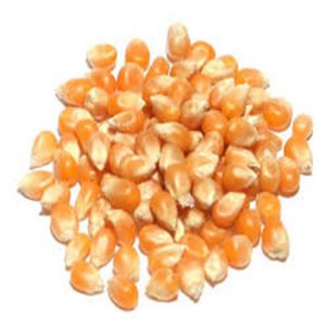 Popcorn Kernel